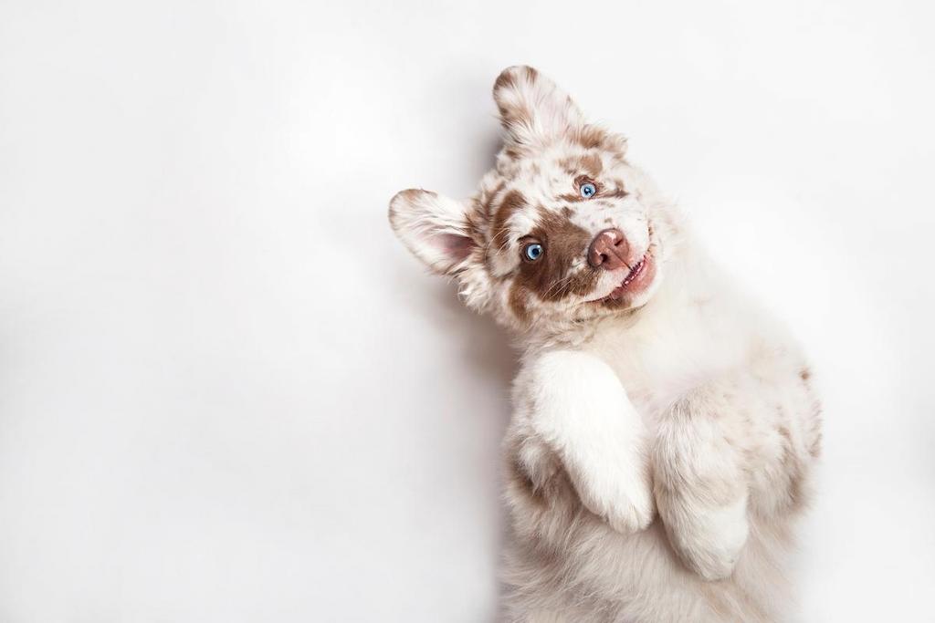 Nama Anjing Lucu
