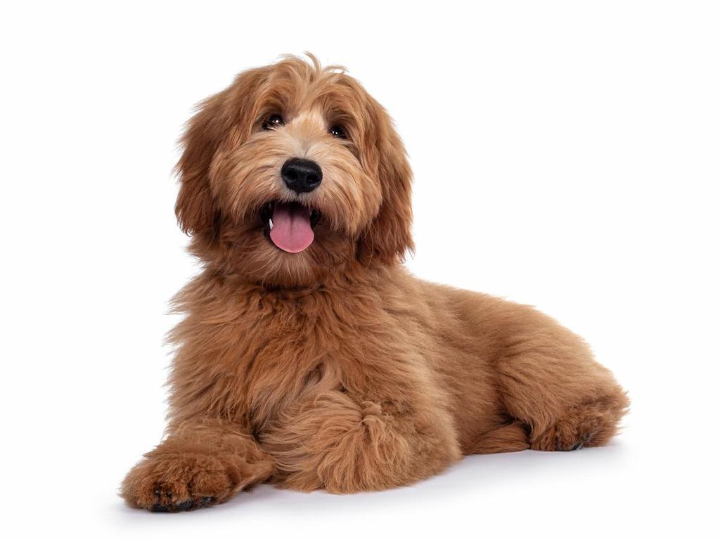 Mengapa Anjing Menjulurkan Lidahnya