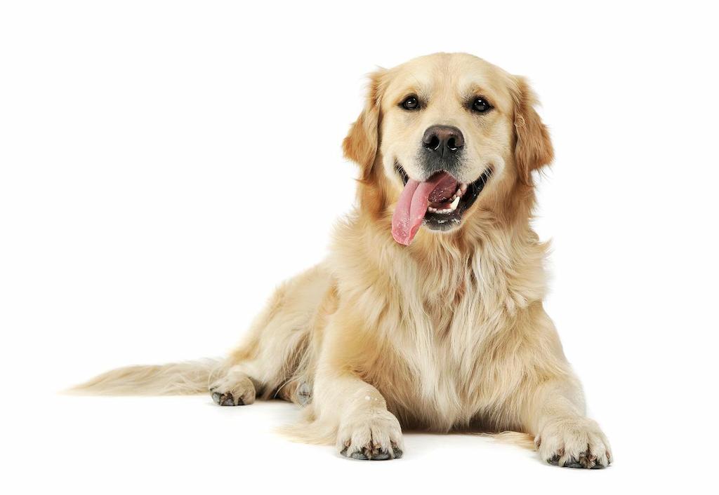 Mengapa Anjing Menjulurkan Lidahnya