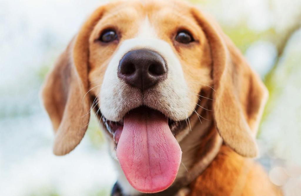 Penyebab Mengapa Anjing Menjulurkan Lidahnya