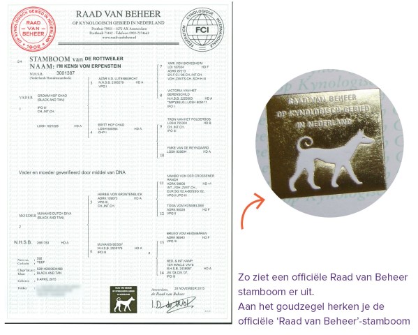 Contoh Stambum Anjing