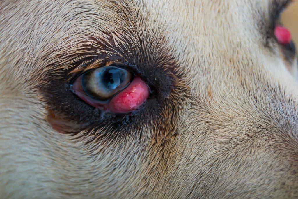 Gejala Cherry Eye pada Anjing