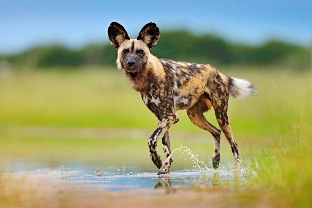 Informasi Ras Anjing Liar Afrika