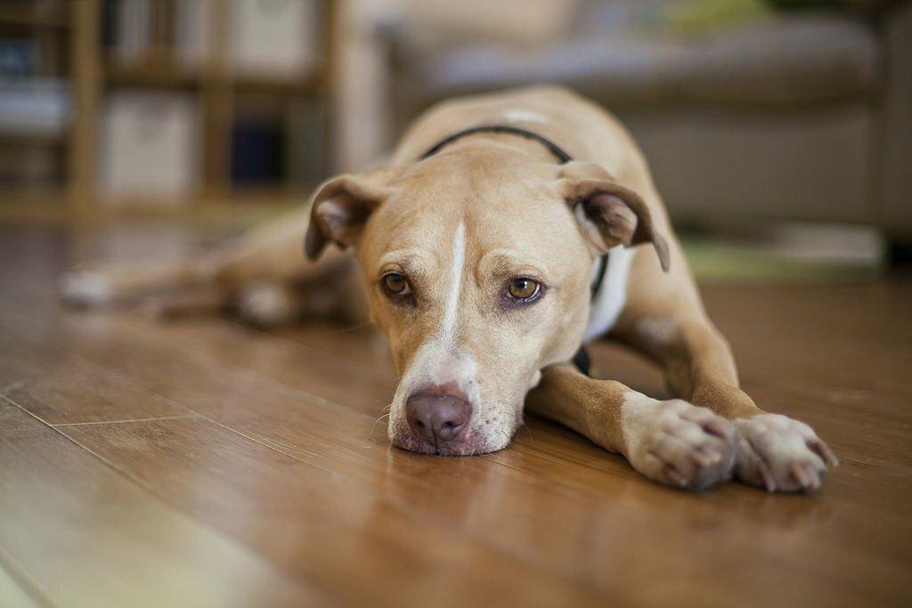 Pyometra pada Anjing