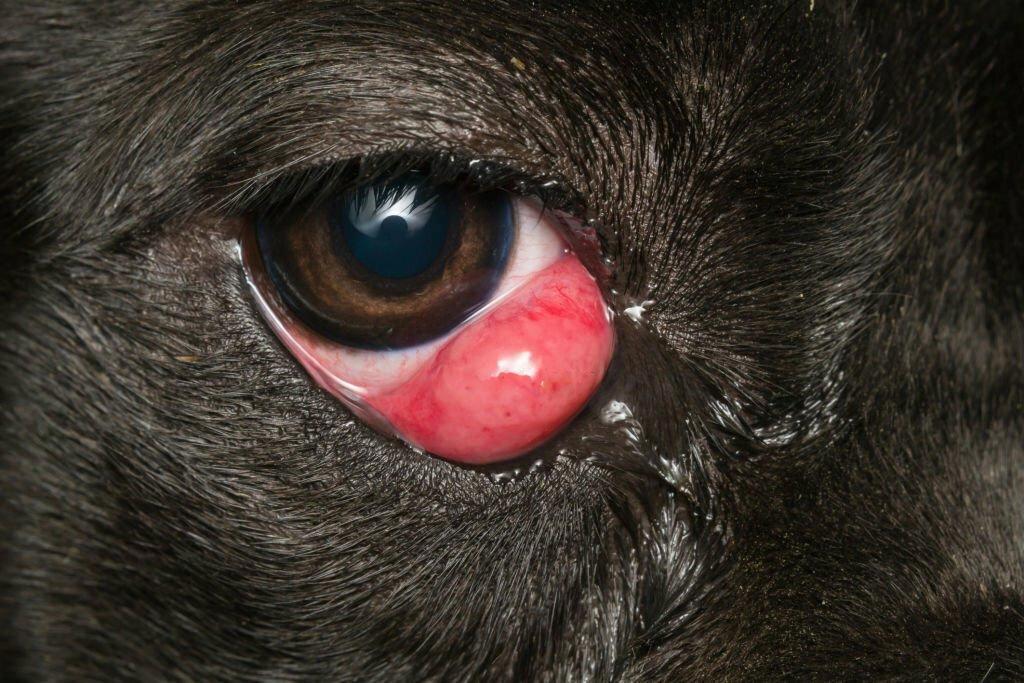 Cherry Eye pada Anjing