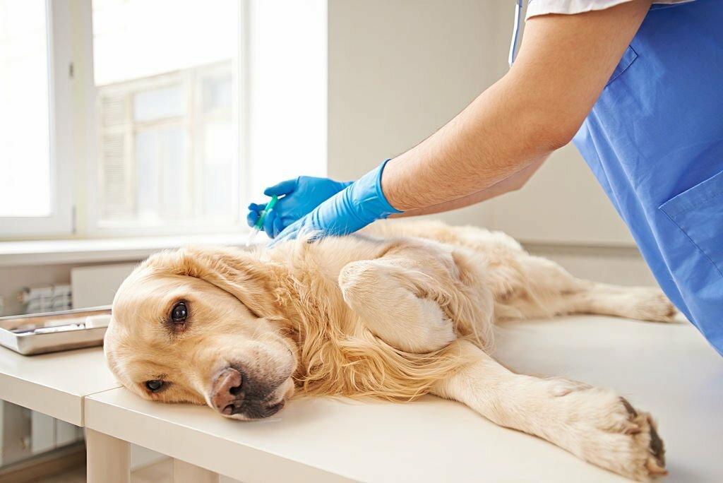 Pyometra pada Anjing